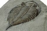 Dalmanites Trilobite Fossil - New York #308242-5